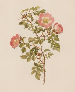 İngiliz Gülü by English School